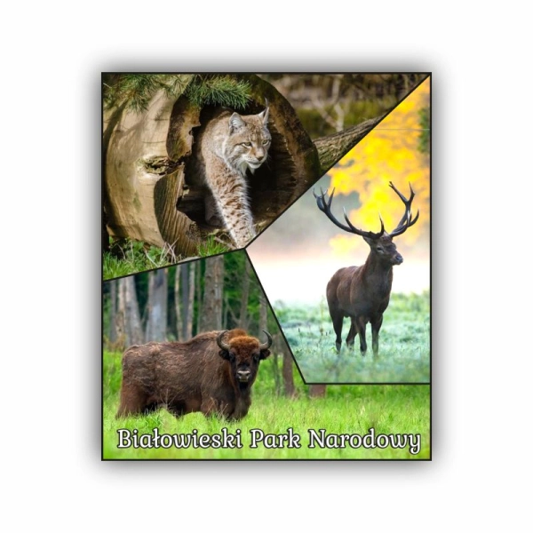 Magnes prosty MIX ZDJĘĆ 3w1 N2