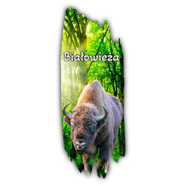 Magnes KORA Z ŻUBREM