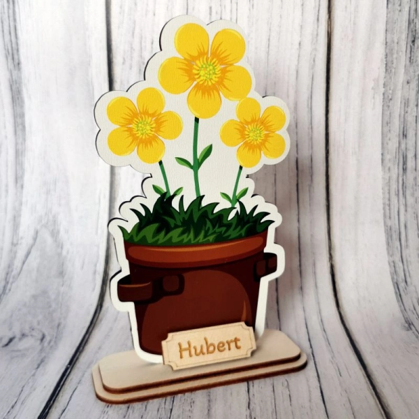 Kolorowe kwiaty w doniczce KACZEŃCE